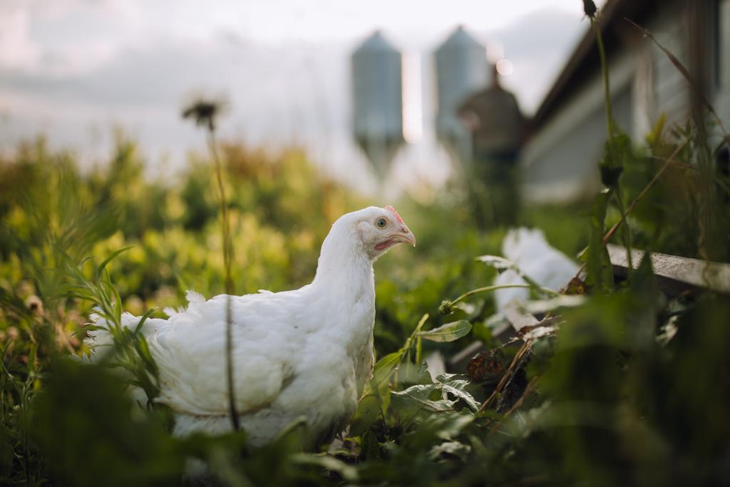 Farmer Focus: Traceable, Humane Chicken